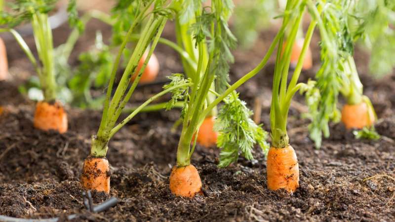 Varietà di carote senza pretese Vitamina 6