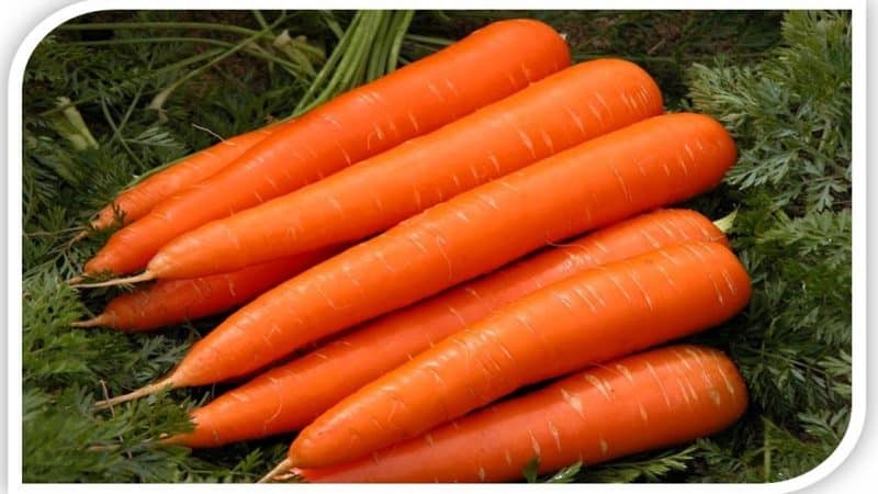 Frost-resistant carrot variety Queen of Autumn