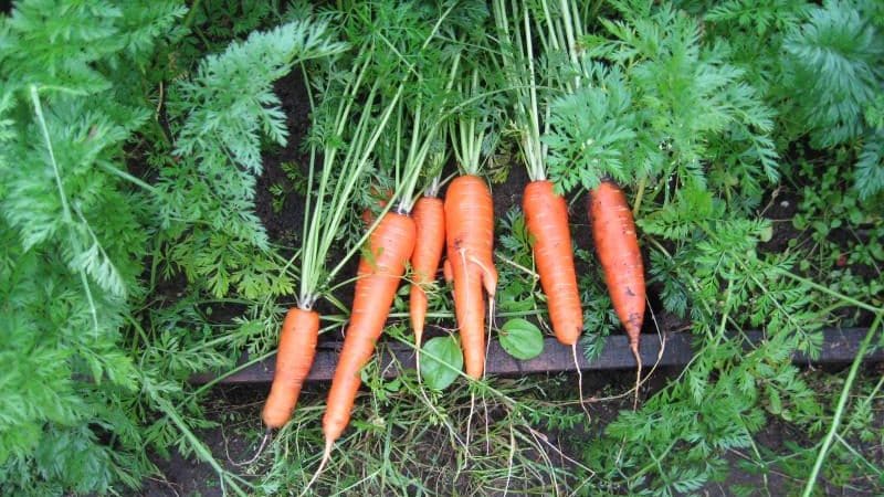 Variedad de zanahoria resistente a las heladas Reina del Otoño.