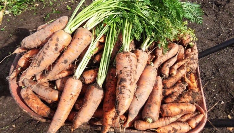 Salizturīga burkānu šķirne Rudens karaliene