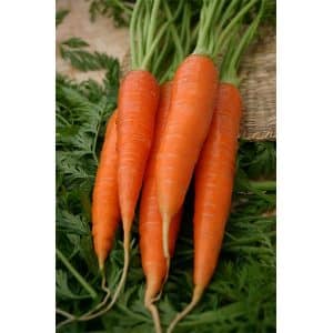 Frost-resistant carrot variety Queen of Autumn