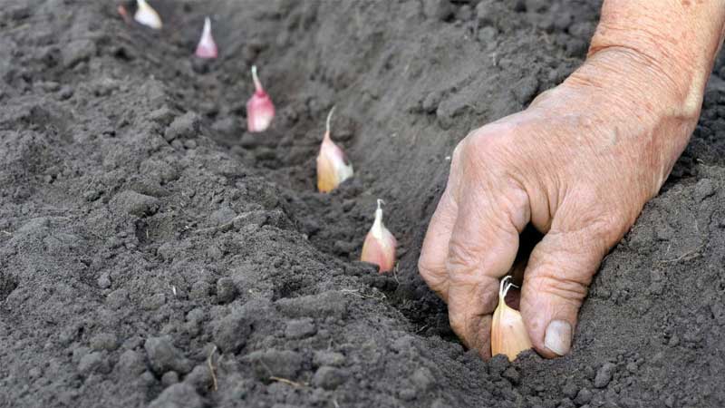 Como plantar cebola para o inverno e em que profundidade?