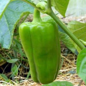 Is it necessary to pick off the leaves of peppers in a greenhouse and how to do it correctly: instructions for beginner gardeners