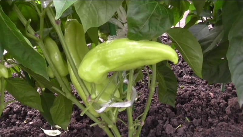 Är det nödvändigt att plocka bort bladen av paprika i ett växthus och hur man gör det korrekt: instruktioner för nybörjare trädgårdsmästare