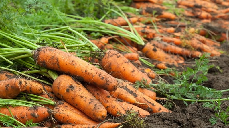 Examen et description des variétés précoces de carottes