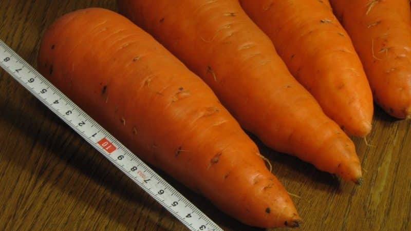 Examen et description des variétés précoces de carottes