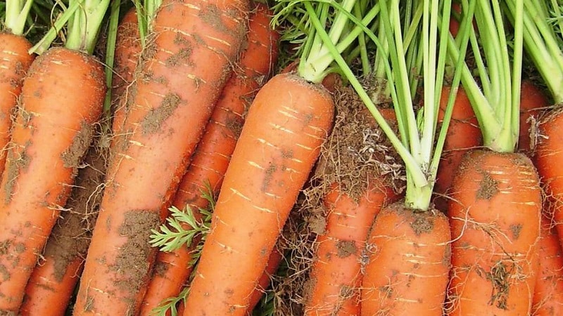 Examen et description des variétés précoces de carottes