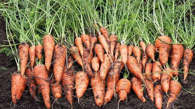 Examen et description des variétés précoces de carottes