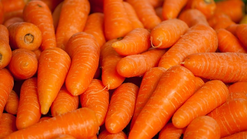 Review of the sweetest and most productive carrot varieties and hybrids