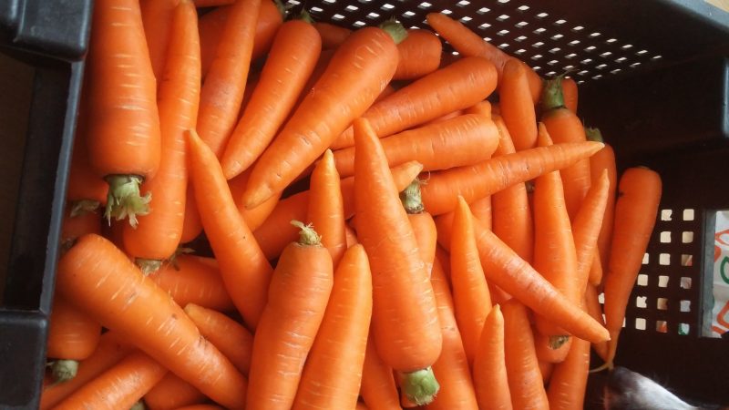 Review of the sweetest and most productive carrot varieties and hybrids