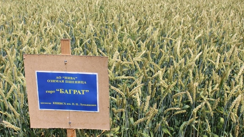 Paglalarawan at katangian ng winter wheat variety Bagrat