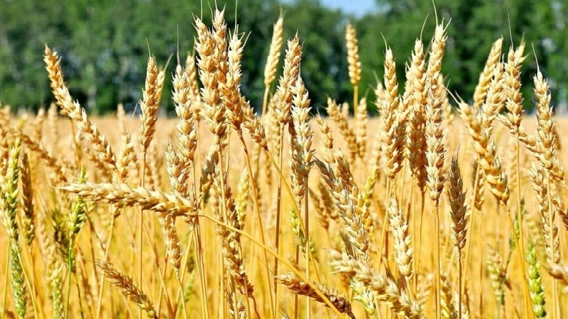 Paglalarawan at katangian ng winter wheat variety Bagrat