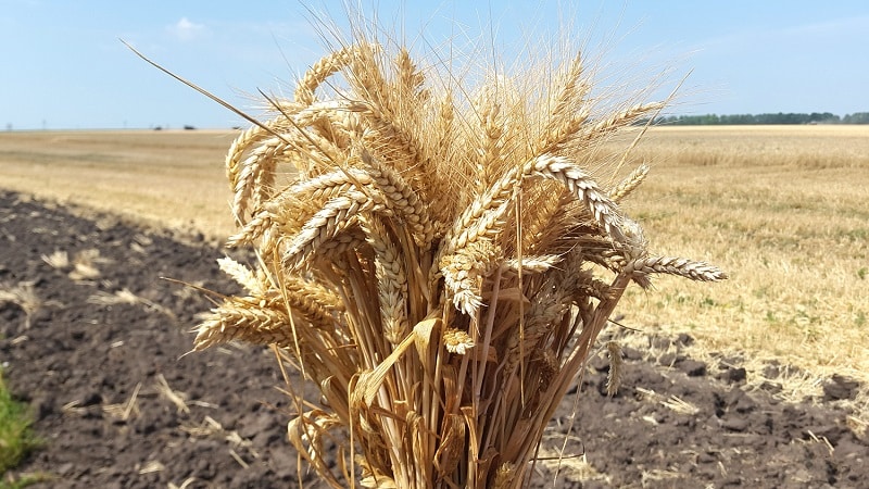 Paglalarawan at katangian ng winter wheat variety Bagrat