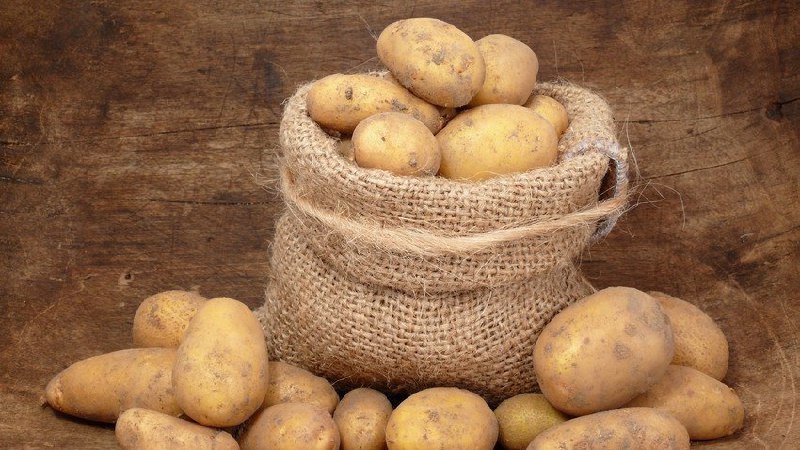 Característiques de l'emmagatzematge de les patates: a quina temperatura es congelen?