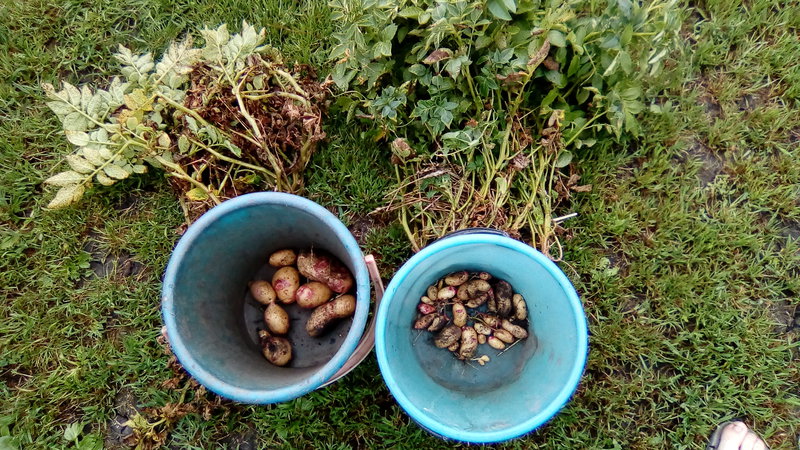 Kenmerken van het bewaren van aardappelen: bij welke temperatuur bevriezen ze?