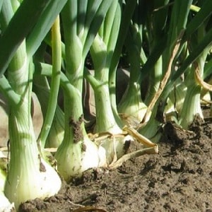 Features and schemes for planting onions in the fall before winter