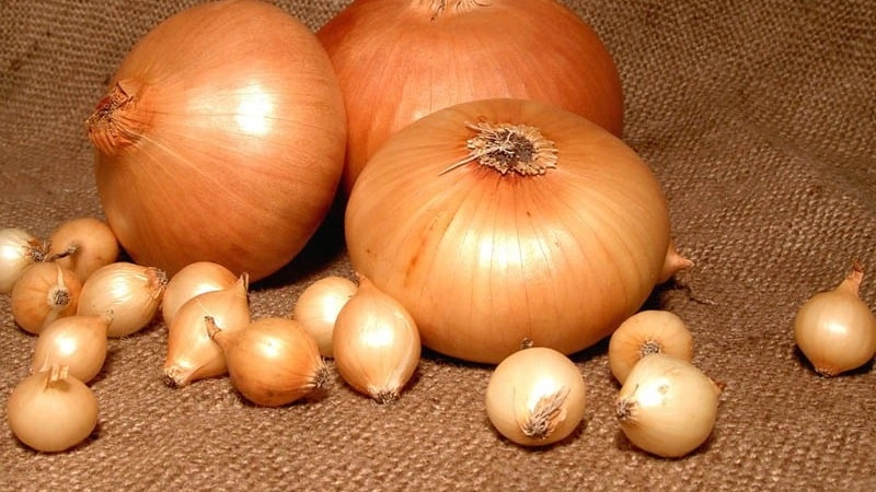 Features and schemes for planting onions in the fall before winter