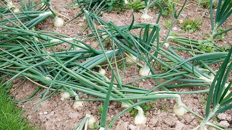 Features and schemes for planting onions in the fall before winter