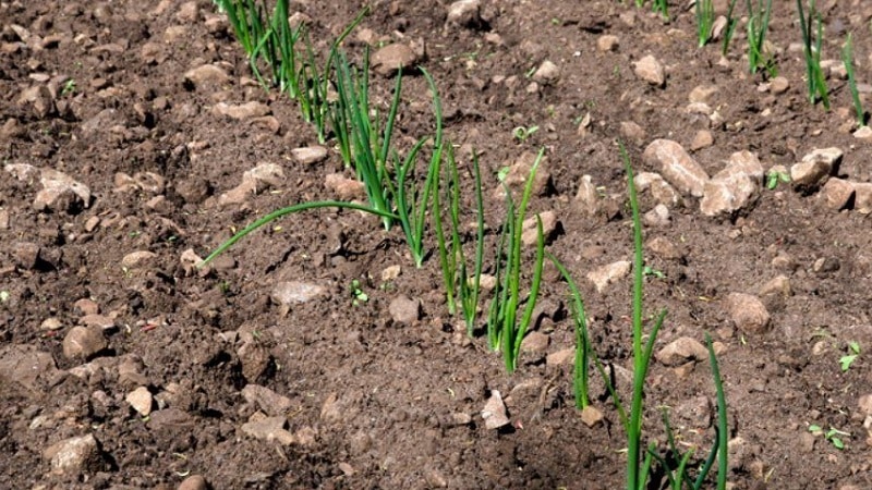 Features and schemes for planting onions in the fall before winter