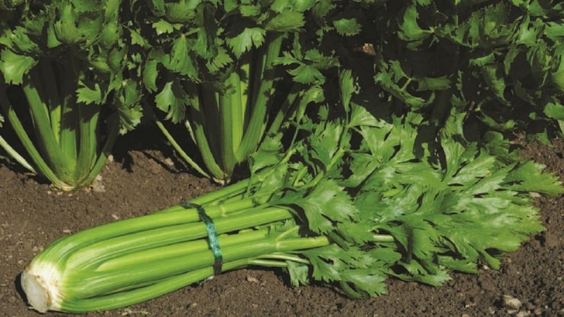 Kenmerken van het planten en verzorgen van bladsteelderij in de volle grond