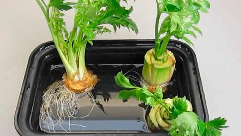 Features of planting and caring for petiole celery in open ground