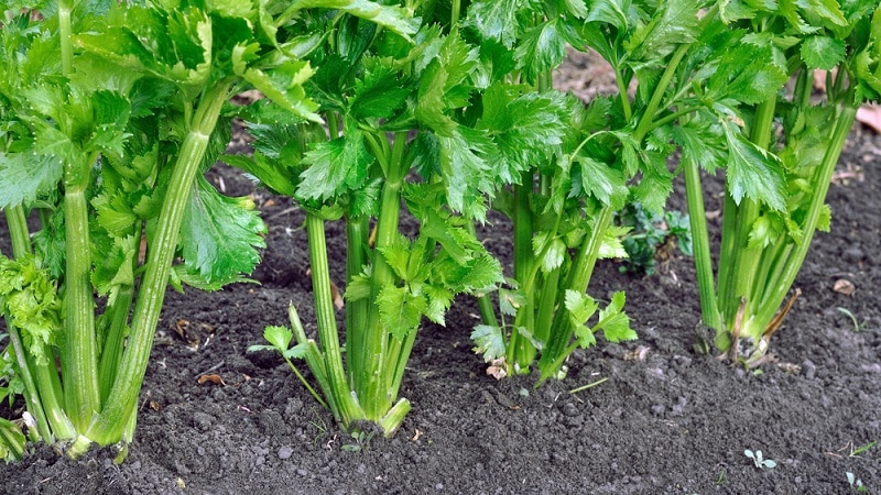 Característiques de la plantació i cura de l'api pecíol a terra oberta