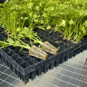 Features of planting and caring for petiole celery in open ground