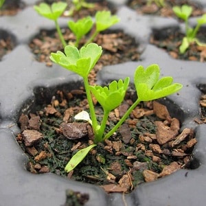 Kenmerken van het planten en verzorgen van bladsteelderij in de volle grond