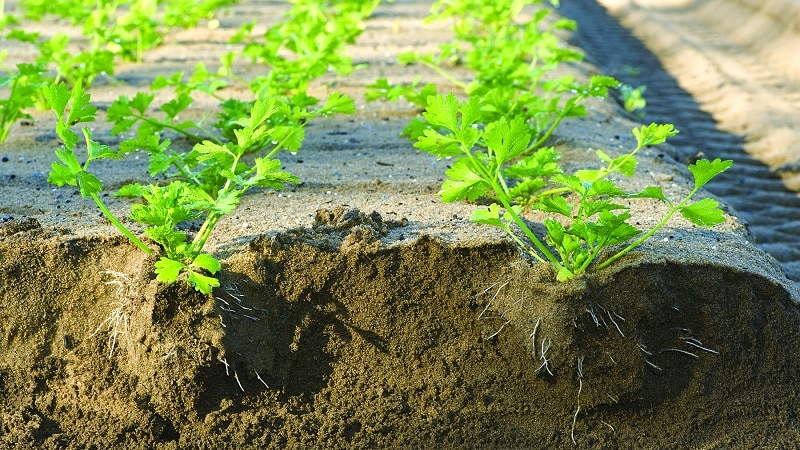 Funktioner för att plantera och ta hand om petiole selleri i öppen mark