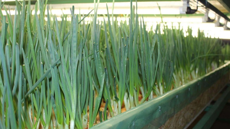 Merkmale des hydroponischen Zwiebelanbaus