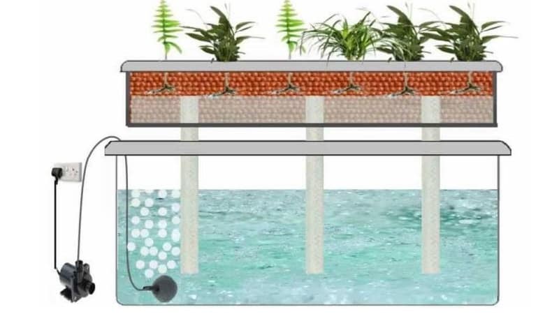 Merkmale des hydroponischen Zwiebelanbaus