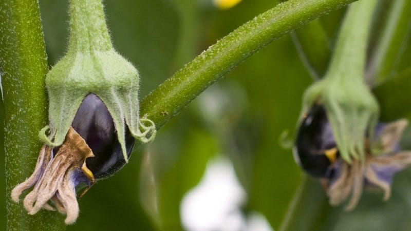 Why don’t eggplants set in a greenhouse and what to do about it