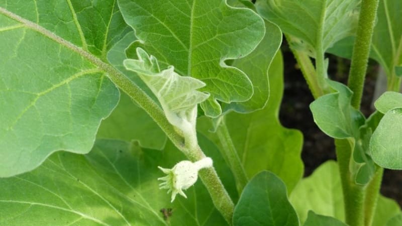 Why don’t eggplants set in a greenhouse and what to do about it