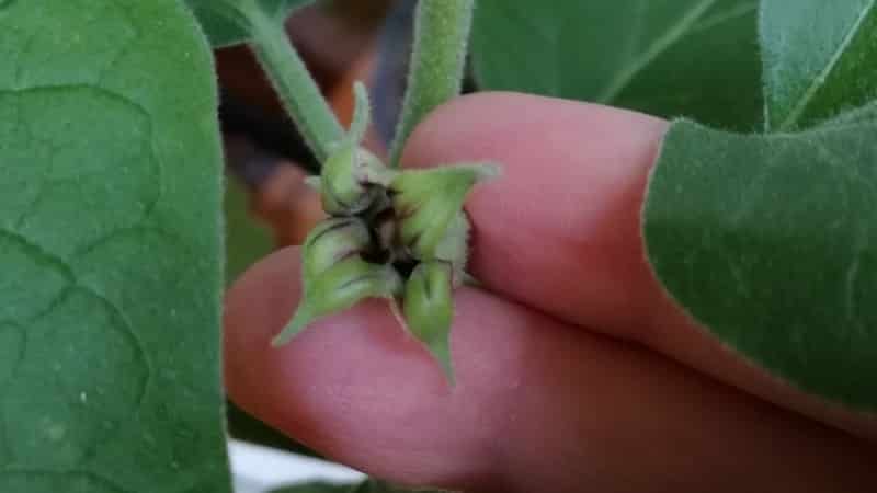 Why don’t eggplants set in a greenhouse and what to do about it