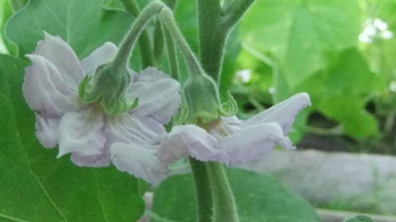 Why don’t eggplants set in a greenhouse and what to do about it