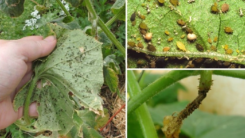 Why cucumber ovaries rot: causes of the problem, methods of solving and preventing it