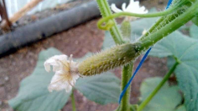 Why cucumber ovaries rot: causes of the problem, methods of solving and preventing it