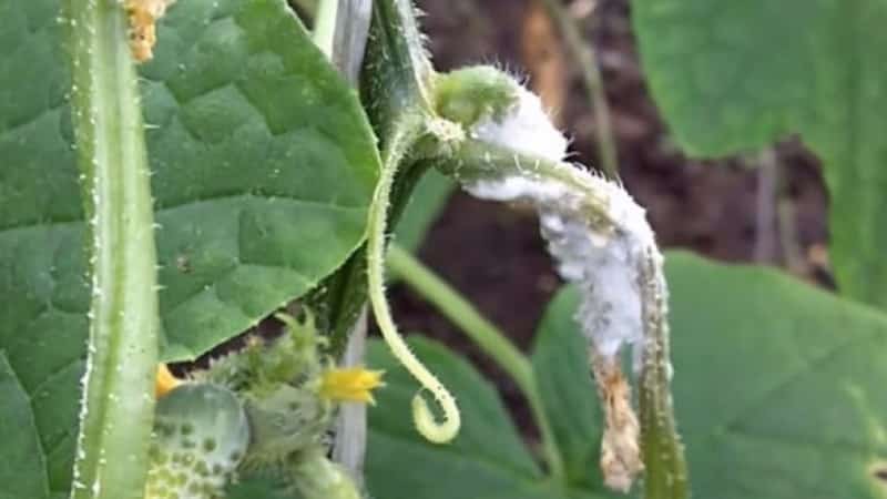 Por que os ovários do pepino apodrecem: causas do problema, métodos para resolvê-lo e preveni-lo