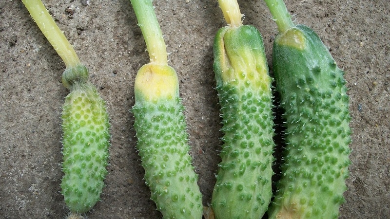 Why cucumber ovaries rot: causes of the problem, methods of solving and preventing it