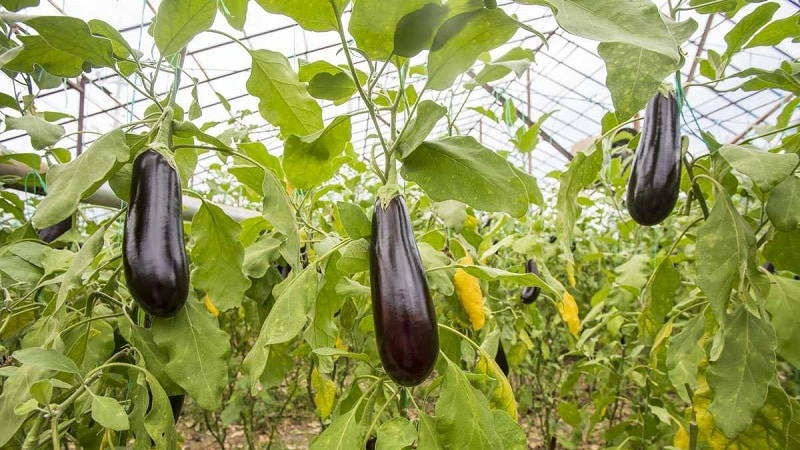 Isang seleksyon ng mga pinakamahusay na uri ng talong para sa isang polycarbonate greenhouse