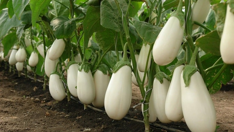 Een selectie van de beste auberginesoorten voor een polycarbonaat kas