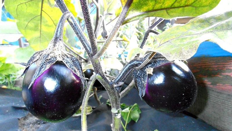 A selection of the best varieties of eggplant for a polycarbonate greenhouse