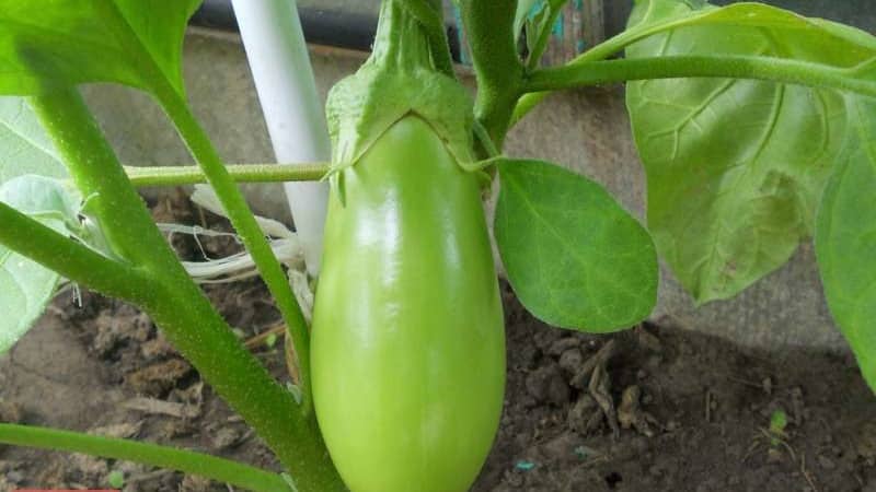 Une sélection des meilleures variétés d'aubergines pour serre en polycarbonate