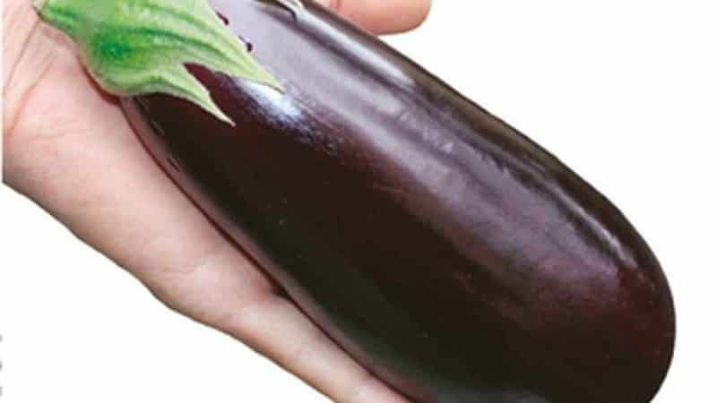 Et utvalg av de beste variantene av aubergine for et polykarbonatdrivhus