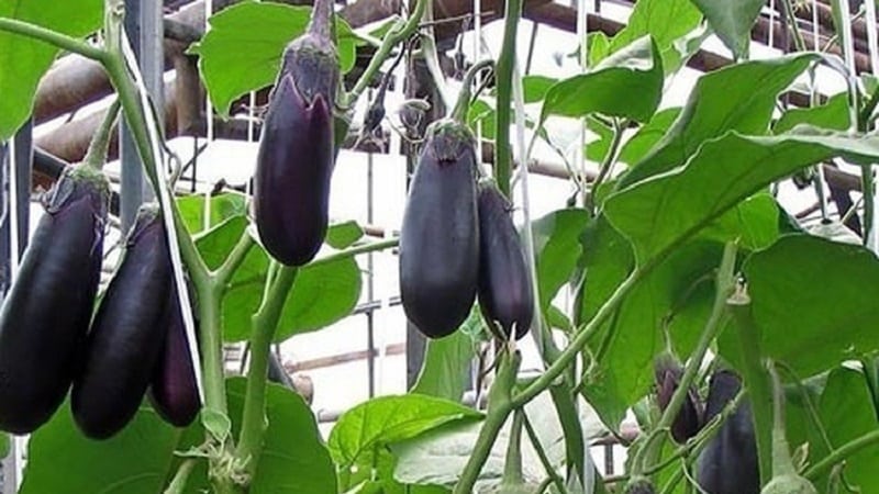 Isang seleksyon ng mga pinakamahusay na uri ng talong para sa isang polycarbonate greenhouse