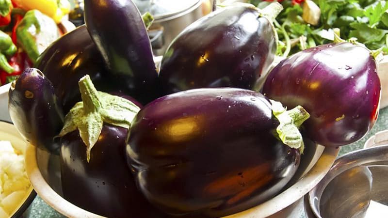 Une sélection des meilleures variétés d'aubergines pour serre en polycarbonate