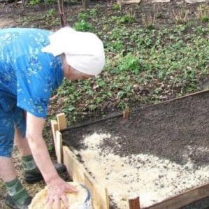 Características de preparar uma cama para cenouras no outono