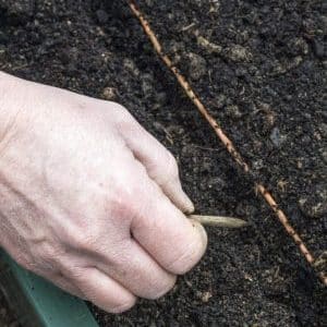 Merkmale der Vorbereitung eines Beetes für Karotten im Herbst