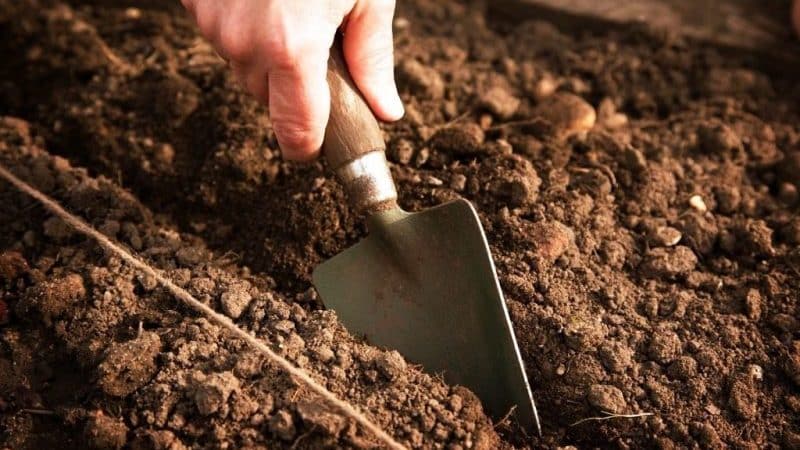 Características de preparar uma cama para cenouras no outono