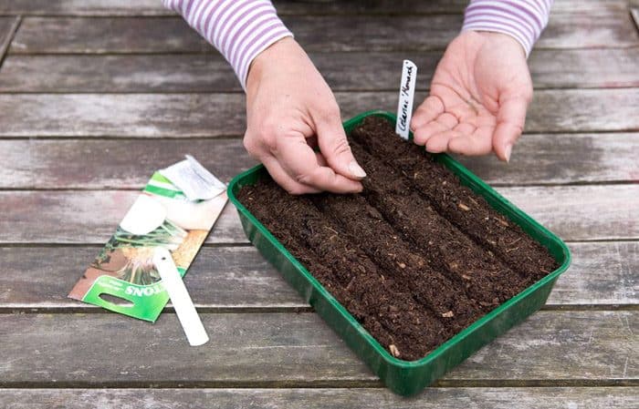 En steg-för-steg-guide för att plantera rotselleriplantor: från förberedelse till transplantation i marken